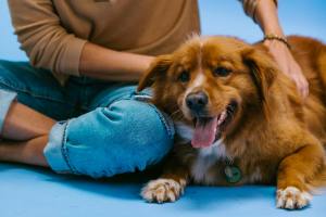brown and white short coated dog lying beside the person s lap